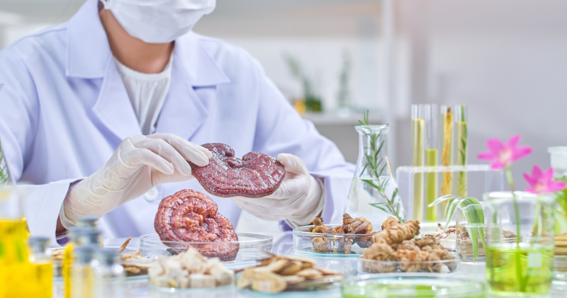 Reishi, Tamoxifen und BRCA: Mythen vs. wissenschaftliche Fakten